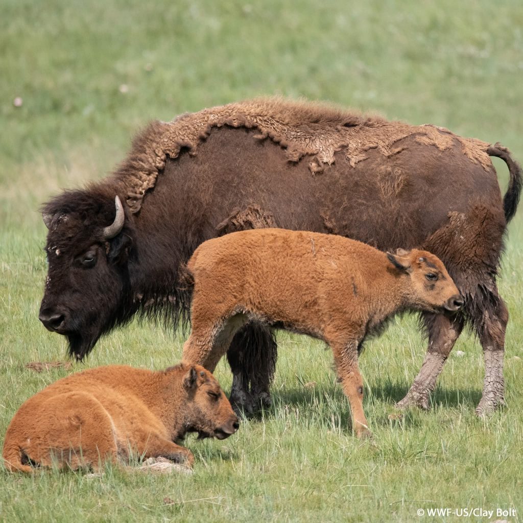 Did you know that plains bison is a matriarchal led species? They rely on the wisdom FB IMG 1763329217995